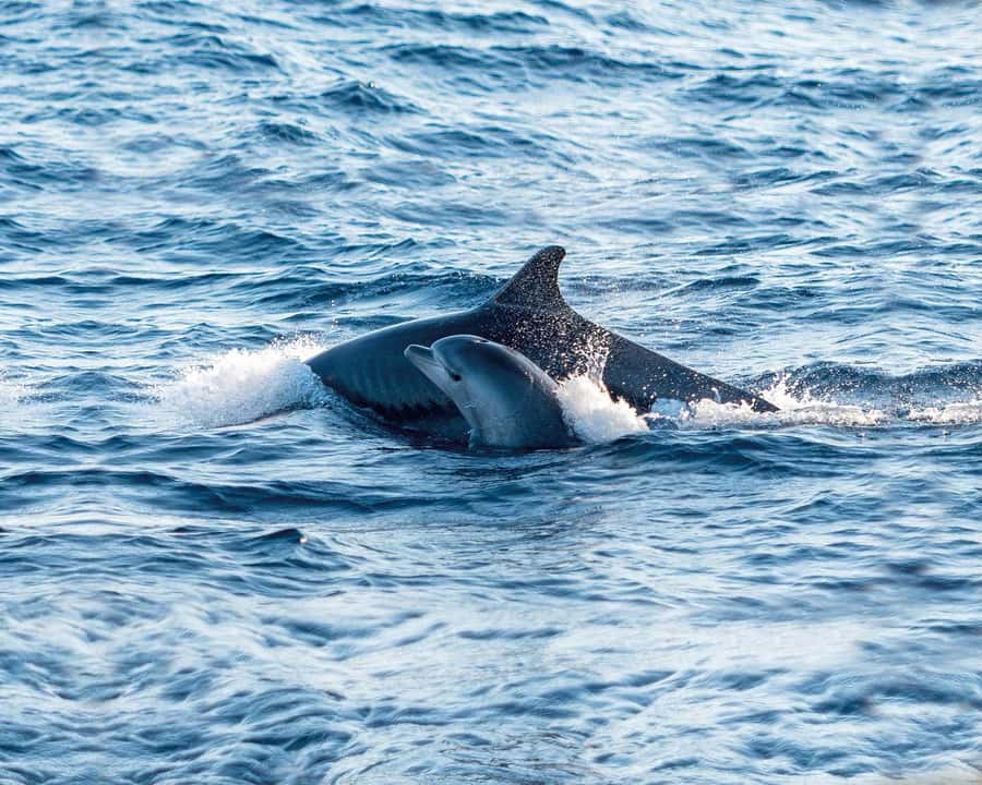 Ile aux Cerfs: The very best day by catamaran. - Grande Rivière Sud Est Waterfall and the wildlife around it