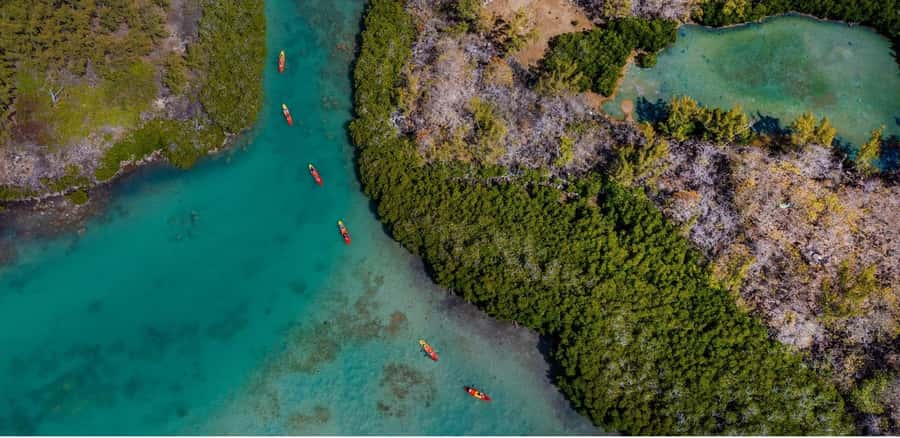 Ile d Ambre Kayaking - Paddling through the mangroves