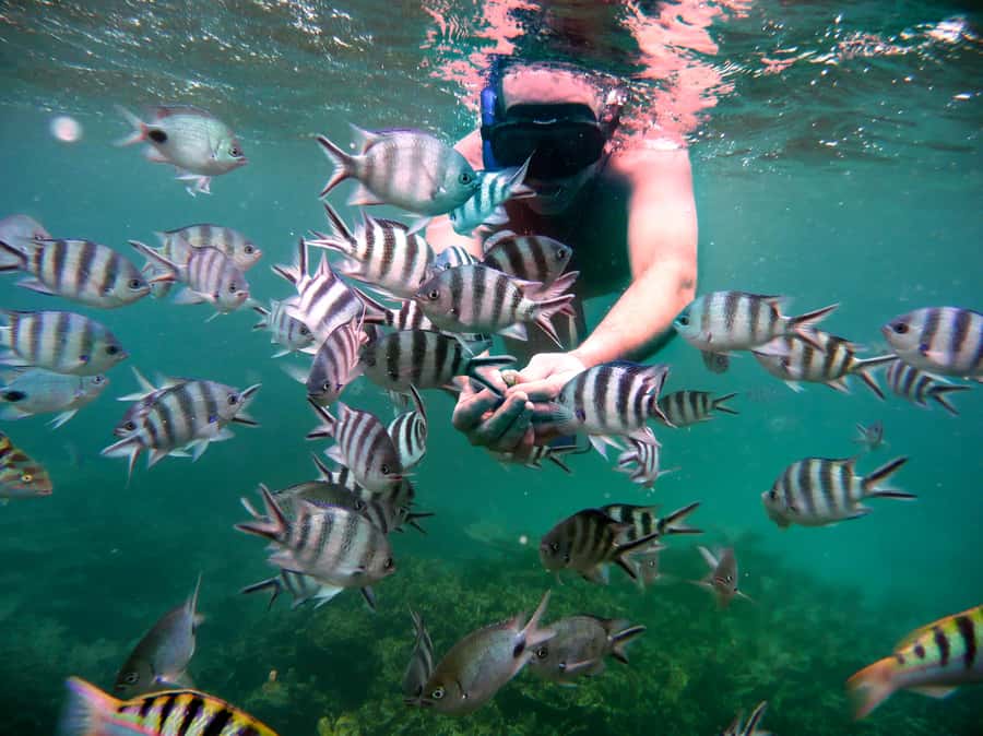 Ilot Gabriel: Catamaran Cruise & BBQ Lunch - Ilot Gabriel’s beach and shallow water
