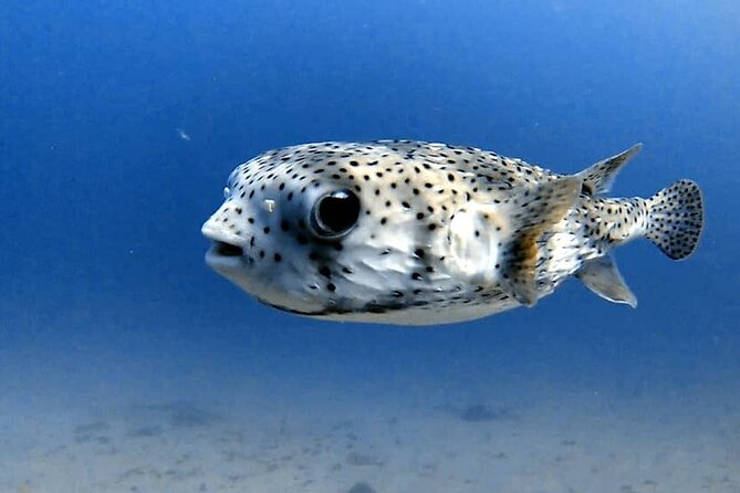 Join us for your first bubbles ! - Starting at Tamarin Bay with the basics