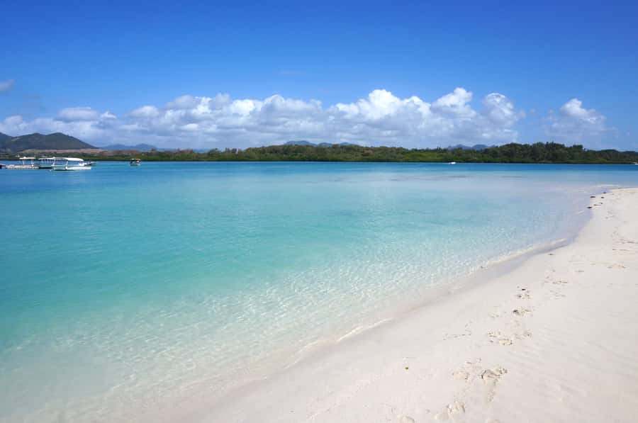 La Preneuse: Dolphin Swimming and Snorkeling Speedboat Trip - Swimming near dolphins in their natural setting