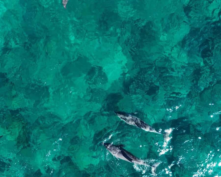 La Preneuse: Dolphin Watching and Snorkeling Speedboat Tour - Key points to know before you book
