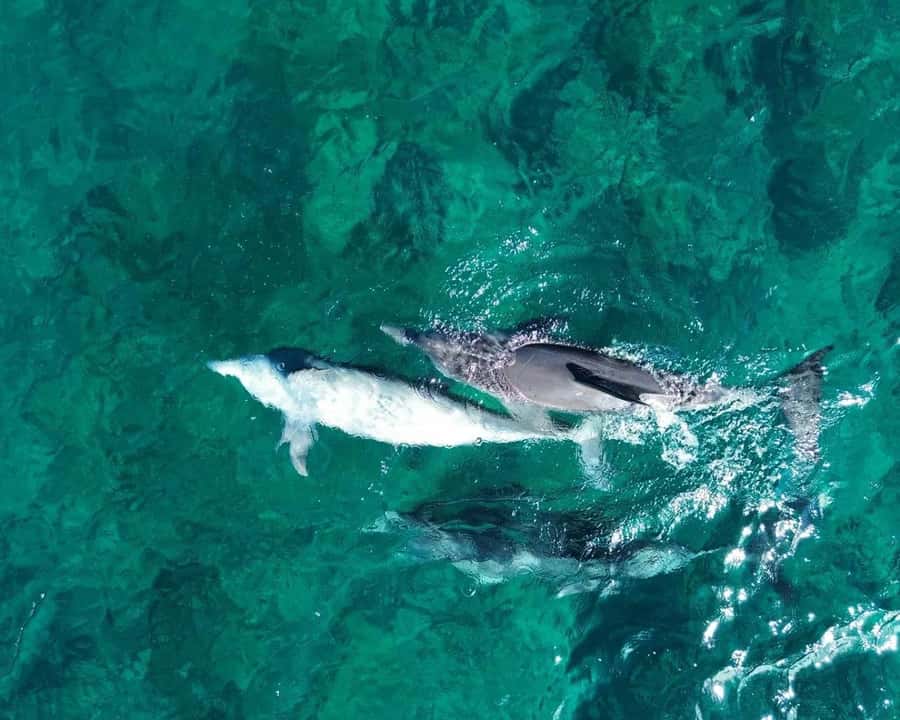 La Preneuse: Dolphin Watching and Snorkeling Speedboat Tour - Setting out from La Preneuse beach
