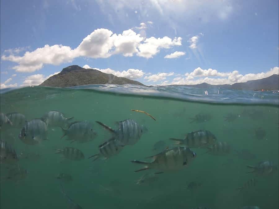 La Preneuse: Dolphin Watching and Snorkeling Speedboat Tour - The ethics of getting close to dolphins