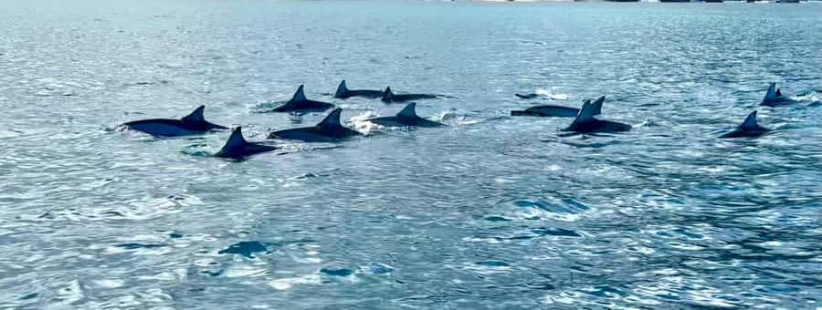 La Preneuse: Dolphin Watching and Snorkeling Speedboat Tour - Snorkeling in the lagoon