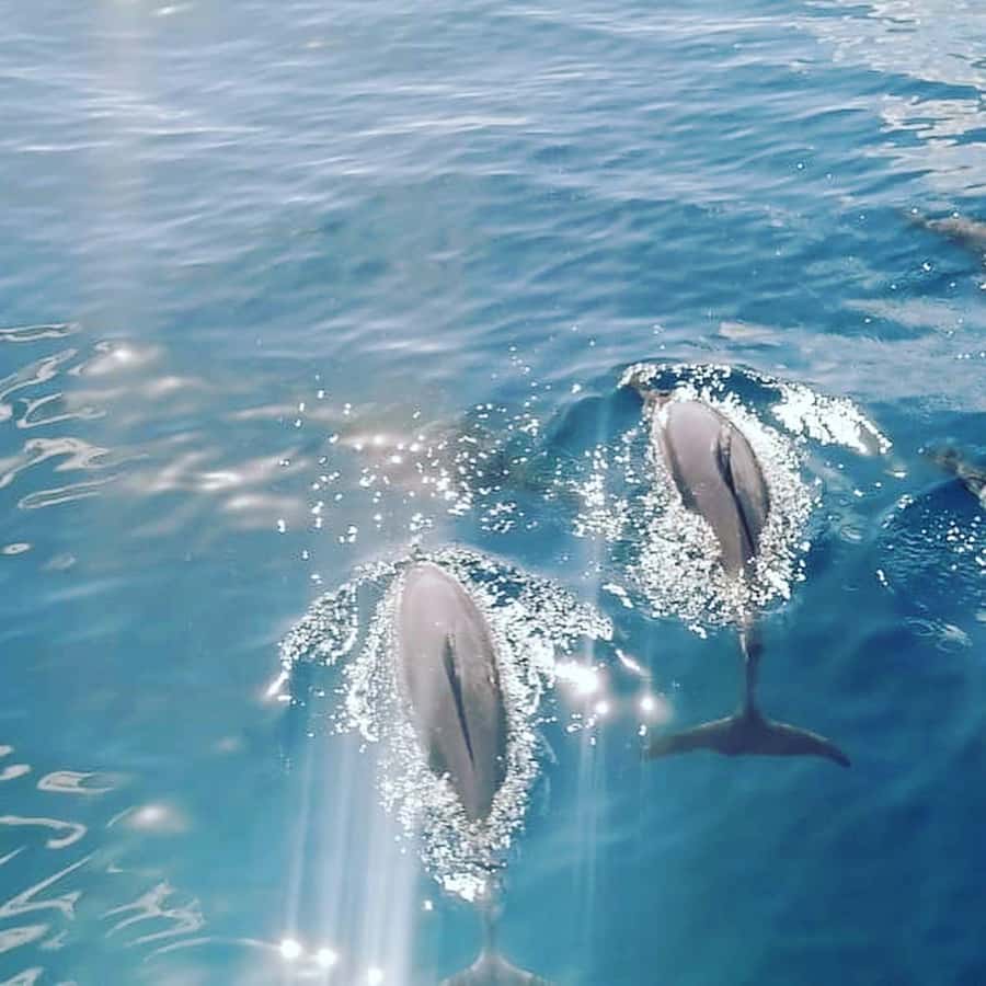 LE MORNE DOLPHINS SUNRISE TRIP - Key points at a glance