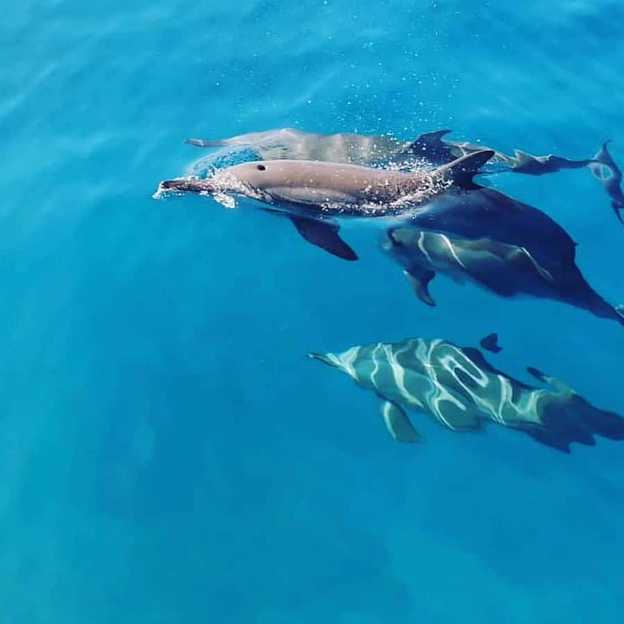 LE MORNE DOLPHINS SUNRISE TRIP - Why the sunrise start matters at Le Morne