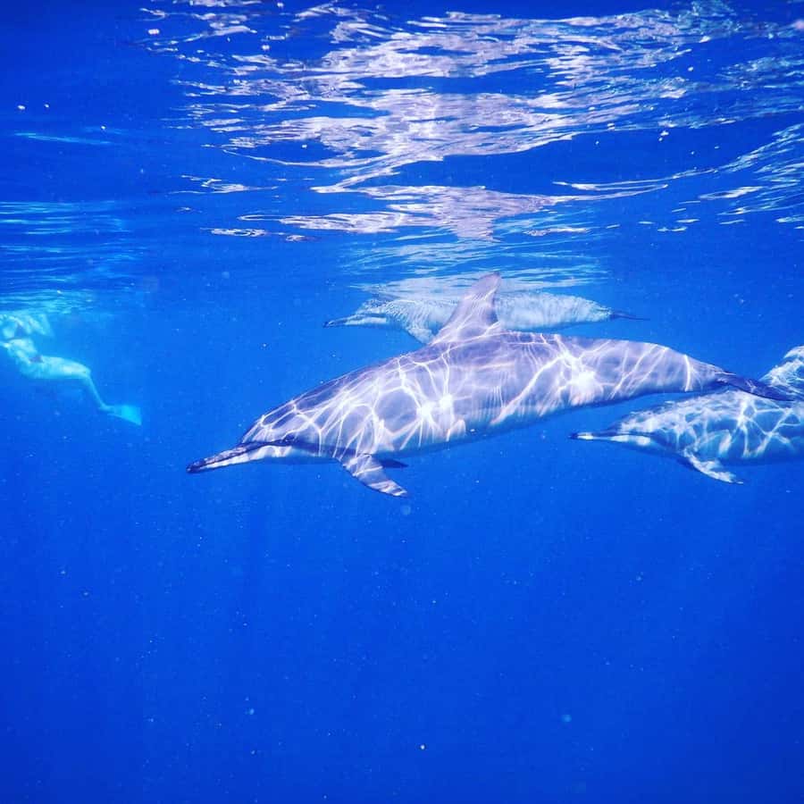 LE MORNE DOLPHINS SUNRISE TRIP - Breakfast near Crystal Rock