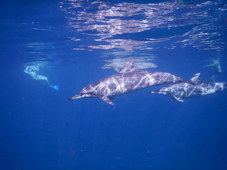 LE MORNE DOLPHINS SUNRISE TRIP - Who will enjoy this morning most
