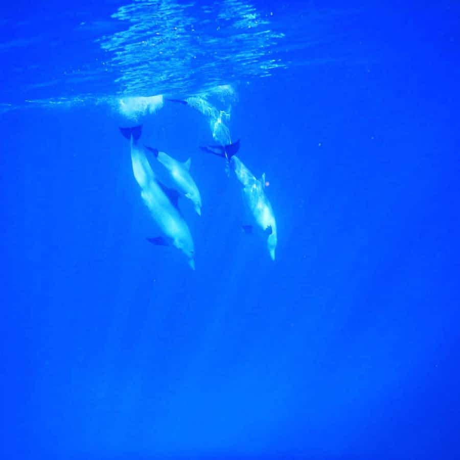 LE MORNE DOLPHINS SUNRISE TRIP - What to bring for a smoother outing