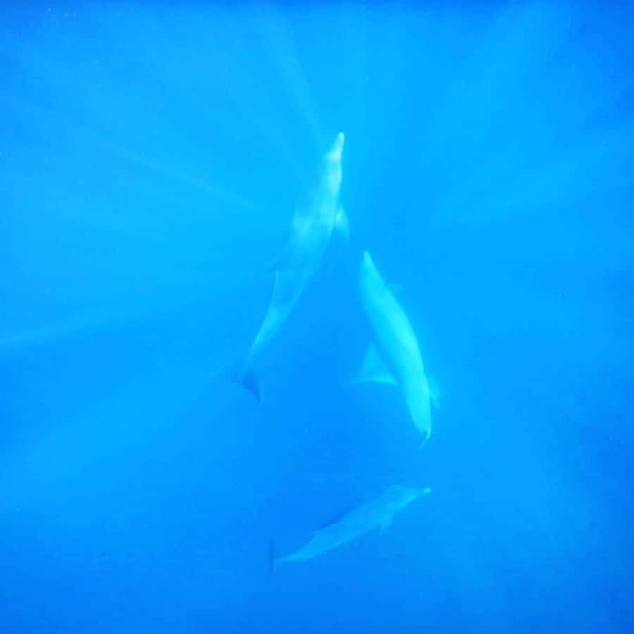 LE MORNE DOLPHINS SUNRISE TRIP - Booking details worth checking
