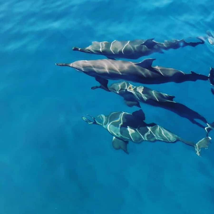 LE MORNE DOLPHINS SUNRISE TRIP - Setting out from Le Havanah Boat