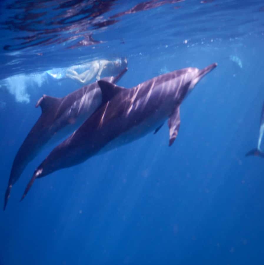 Le Morne: Private Boat Tour Dolphin-Watching & swimming - Key points at a glance