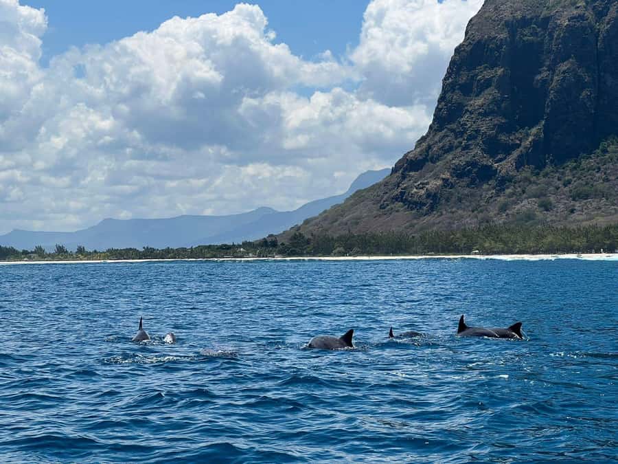 Le Morne: Private Boat Tour Dolphin-Watching & swimming - Leaving Le Morne before the day heats up