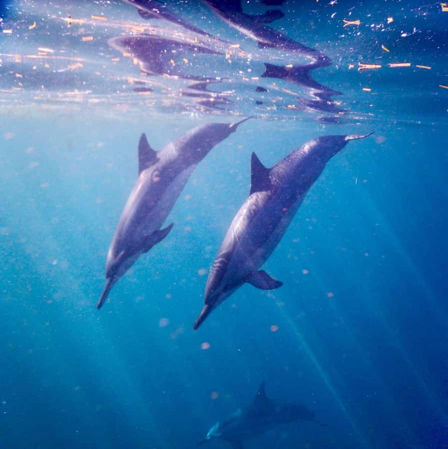 Le Morne: Private Boat Tour Dolphin-Watching & swimming - A private boat and what the $352 price means