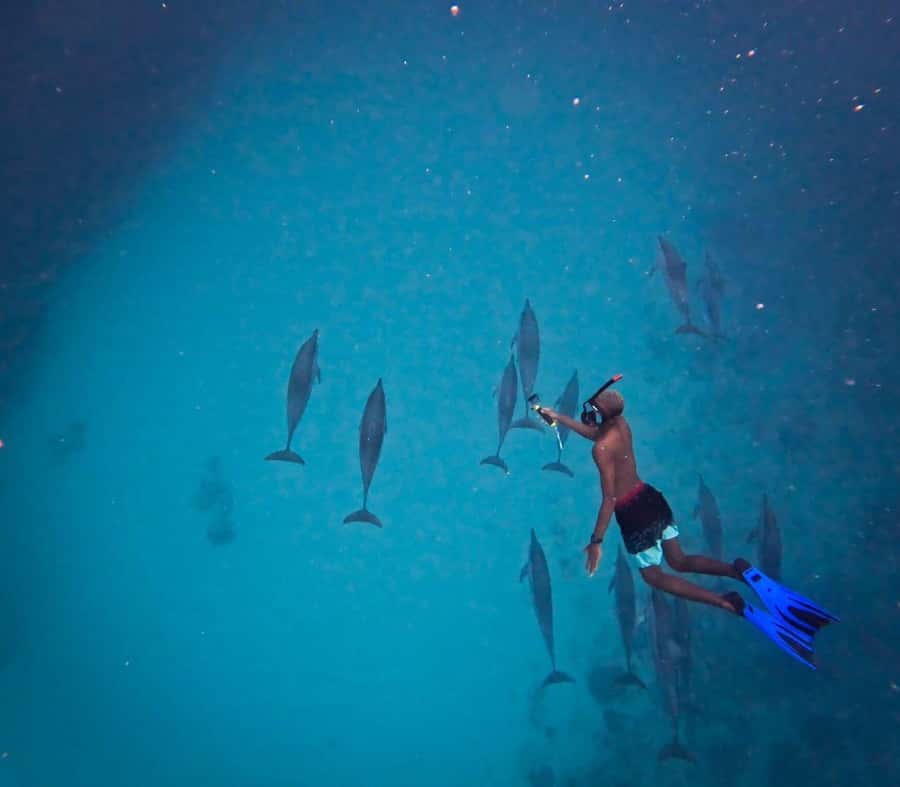 Le Morne: Private Boat Tour Dolphin-Watching & swimming - Finding wild dolphins in open water