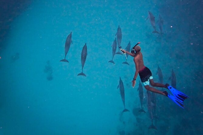 Lydia Boat Mauritius :Private boat tour:Whales&Dolphins encounter - What the Île aux Bénitiers closure changes
