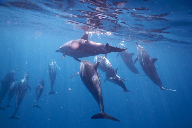 Lydia Boat Mauritius :Private boat tour:Whales&Dolphins encounter - Whales, turtles, and other marine life