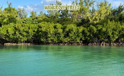 5 Islands of the East Speedboat Tour with BBQ