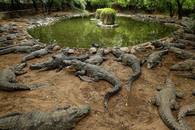 Mauritius Adventure tour - La Vanille Nature Park: a slower final stop