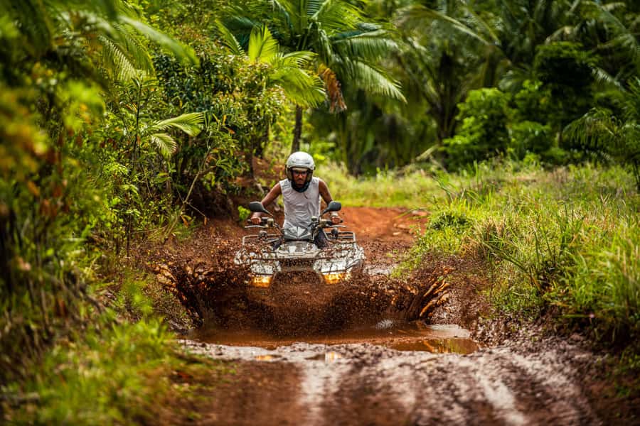 Mauritius: Bel Ombre Nature Reserve Quad Bike Tour - Wildlife in the forest