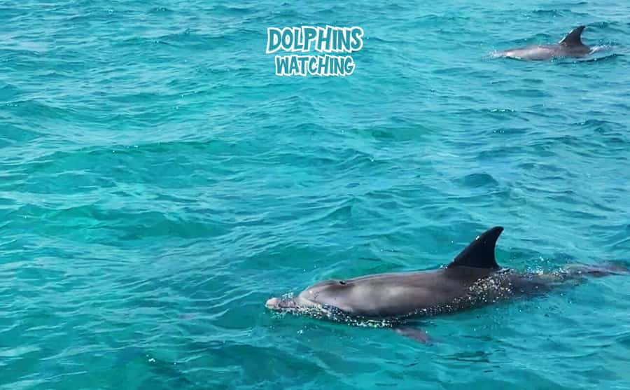Mauritius: Benitier Island - Swim Dolphins - Speedboat & BBQ - Why the west coast dolphin trip starts early