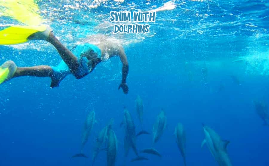 Mauritius: Benitier Island - Swim Dolphins - Speedboat & BBQ - Swimming with dolphins in open water