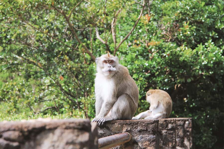 Mauritius: Black River Gorges National Park 3-Hour Hike - Why Black River Gorges is worth your time