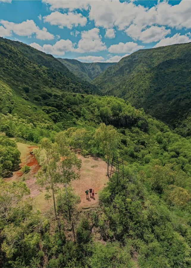 Mauritius: Black River Gorges National Park 3-Hour Hike - Wildlife and plants: what you might see
