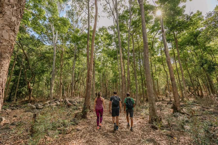 Mauritius: Black River Gorges National Park 3-Hour Hike - Starting at Riverview Commercial Centre