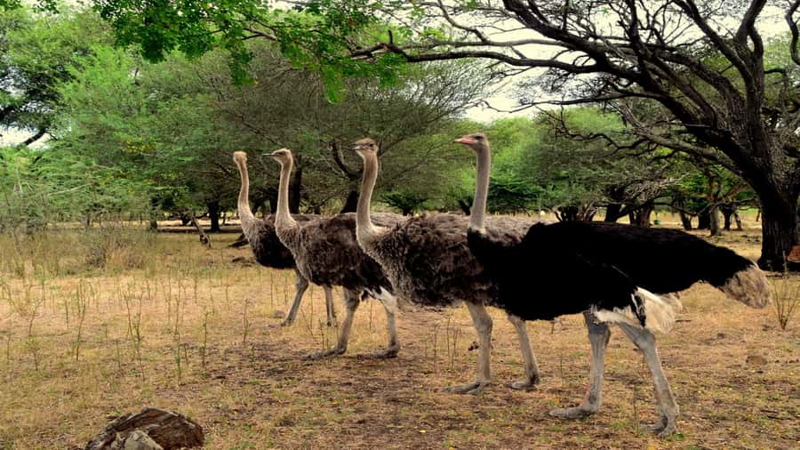 Mauritius: Casela Nature Parks Entrance Ticket with Transfer - Casela’s West Coast Setting
