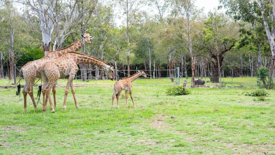 Mauritius: Casela Nature Parks Entrance Ticket with Transfer - What Your Seven Hours Look Like