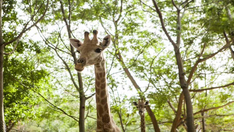 Mauritius: Casela Nature Parks Entrance Ticket with Transfer - The Aviary and Exotic Birds