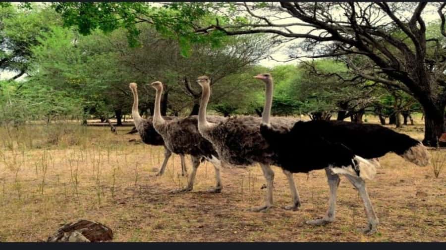 Mauritius: Casela nature parks & flic en flac beach - Casela puts wildlife and adventure in the same day