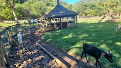 Casela nature parks & flic en flac beach