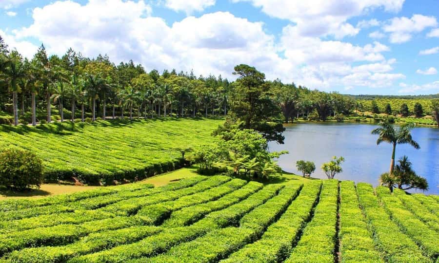 Mauritius: Crocodile Park and Tea Factory Tour with Tasting - Tea tasting at the chalet, with a view south