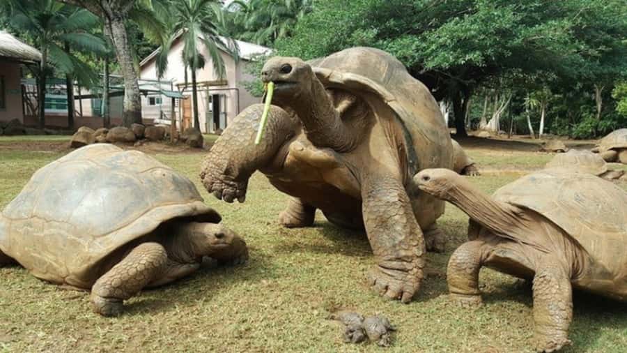 Mauritius: Crocodile Park and Tea Factory Tour with Tasting - La Vanille Nature Park and the old Crocodile Park name
