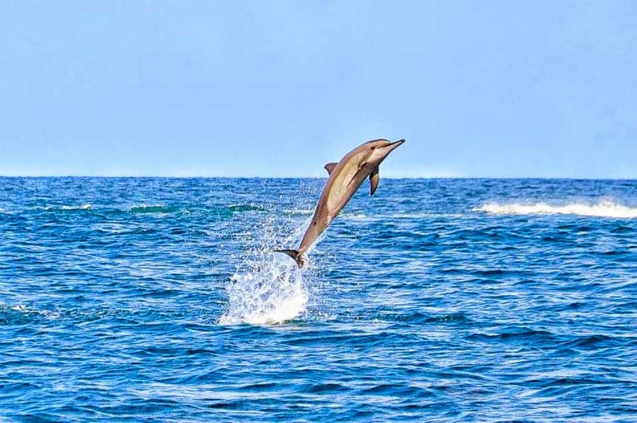 Mauritius Dolphin Encounter and Geographic Marvels Tour - A very early start at Tamarin Bay