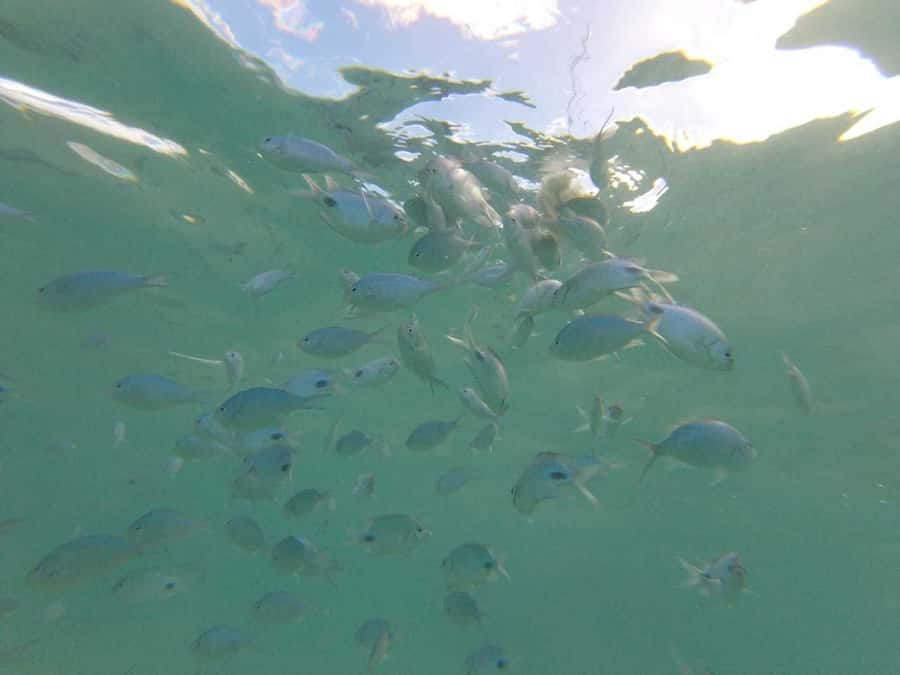 Mauritius: Dolphin Encounter, Trou aux Cerf and Grand Bassin - Trou aux Cerfs and the high view over Mauritius