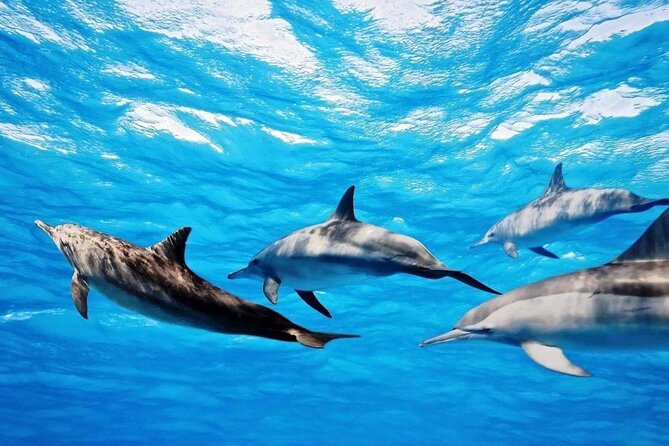 Mauritius : Dolphins Swim and Ile Aux Bénitiers with BBQ - Should You Book Mauritius Dolphins, Snorkeling, and Ile aux Bénitiers?
