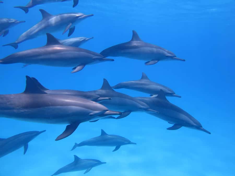 Mauritius: Dolphins watch half-day - Key points to know before you book