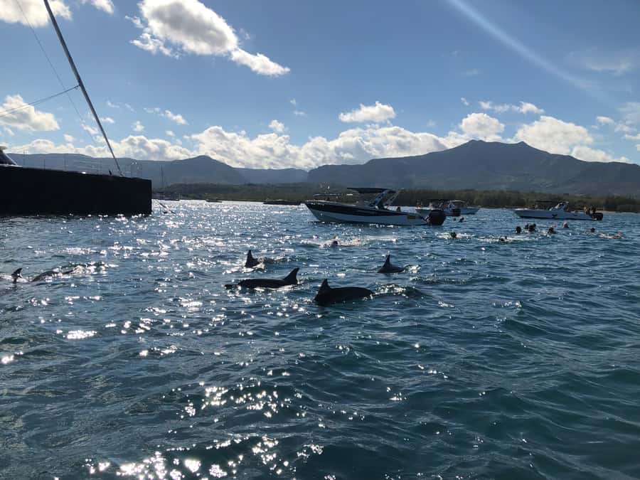 Mauritius Eco Whales Quest, 3-4 hours Expedition - What the whale search is like