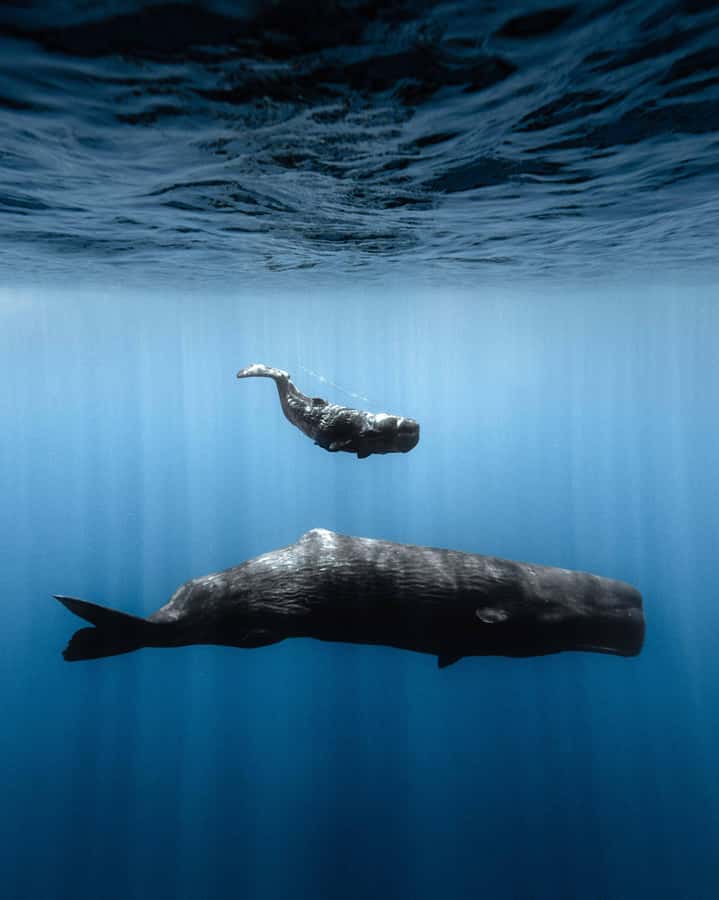 Mauritius Eco Whales Quest, 3-4 hours Expedition - My verdict on Mauritius Eco Whales Quest