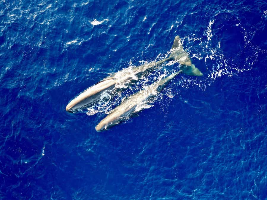 Mauritius Eco Whales Quest, 3-4 hours Expedition - Watching whales without turning them into a spectacle