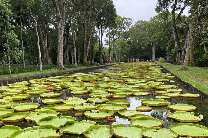 Mauritius full day : Private north tour - A full day built around Pamplemousses and Port Louis
