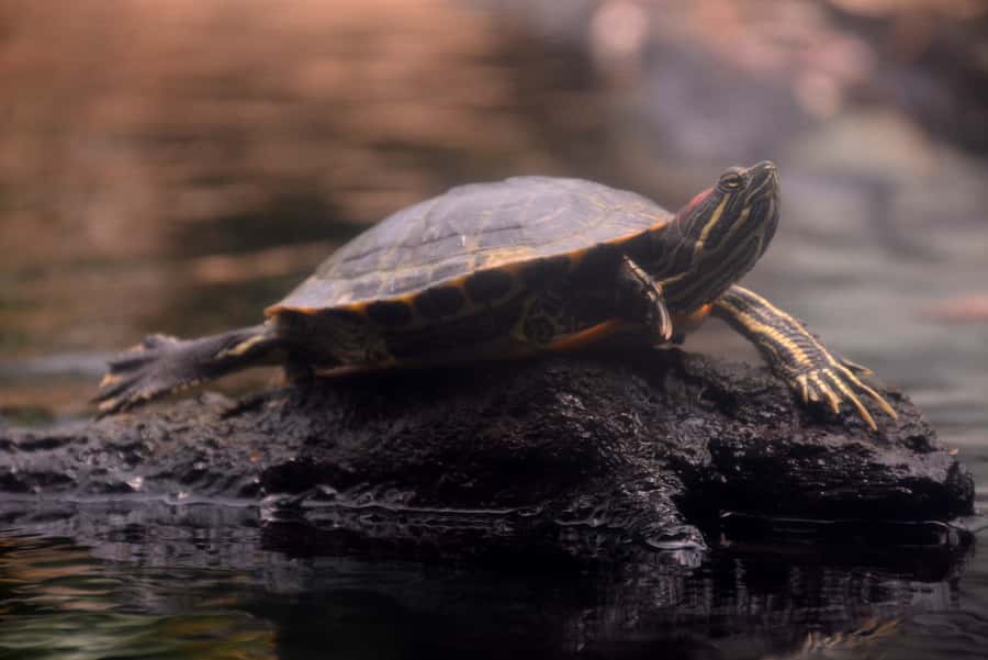 Mauritius: Full-Day Quad Bike Tour with Lunch - La Vanille Nature Park, crocodiles, and giant tortoises