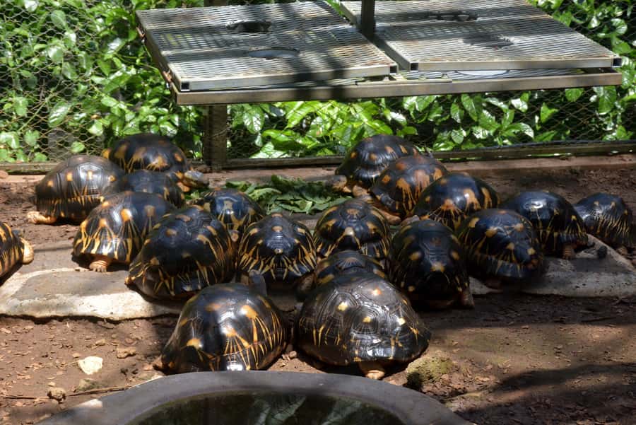 Mauritius: Full-Day Quad Bike Tour with Lunch - Guide quality and group pace