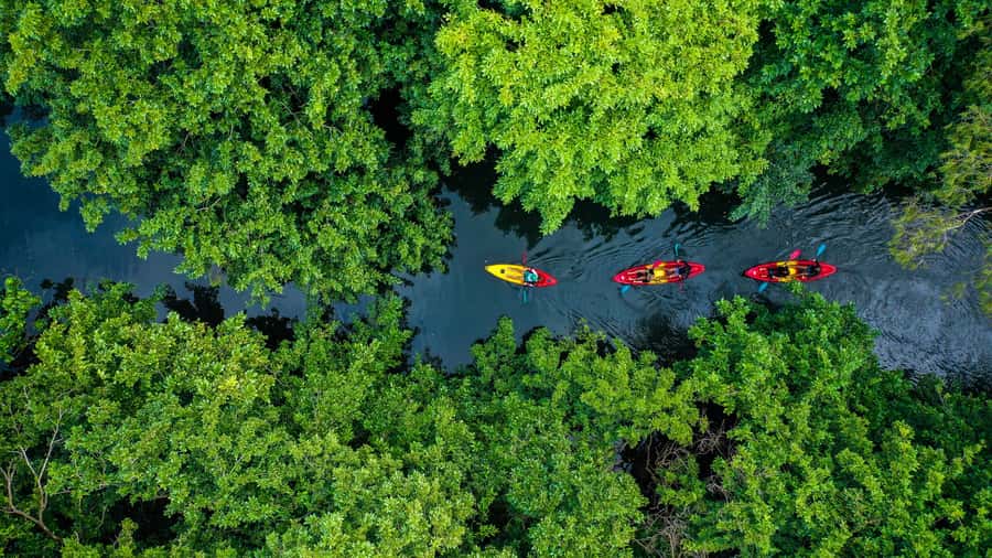Mauritius: Guided Kayak Tour on Tamarin River - Mangroves, monkeys, and small wildlife