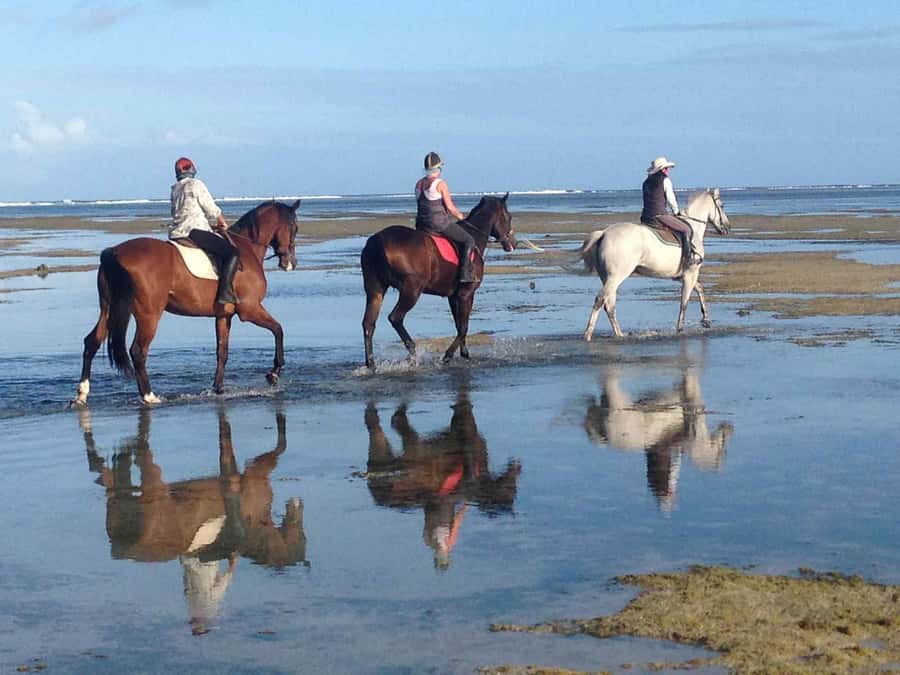 Mauritius: Horse riding on the deserted beach of Riambel - Choosing the right horse and pace