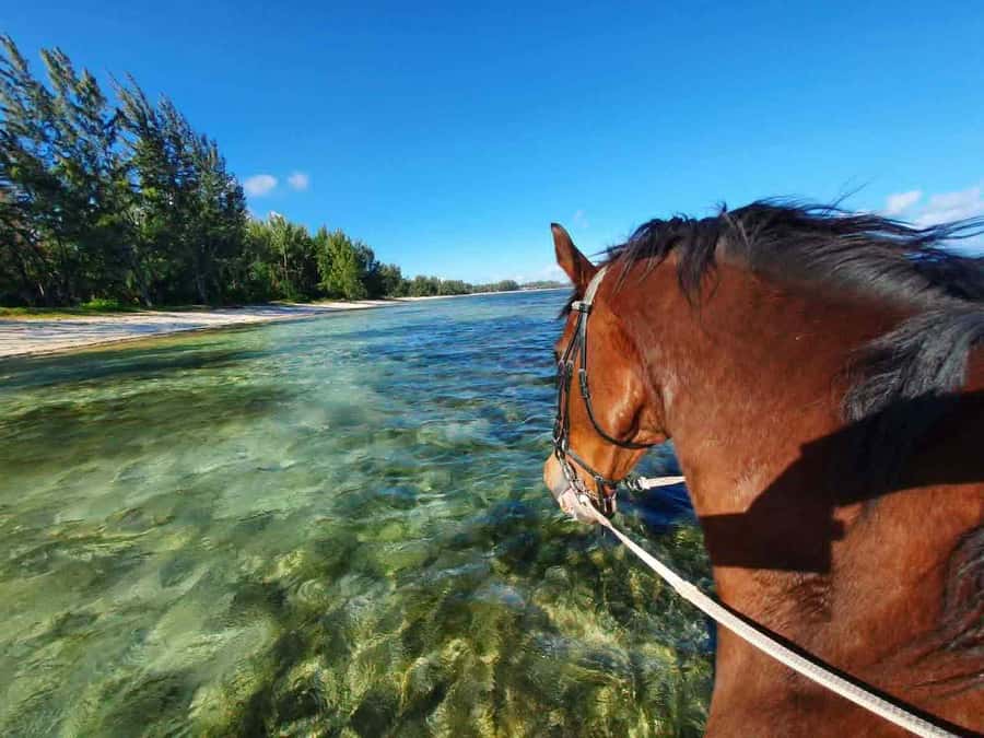 Mauritius: Horse riding on the deserted beach of Riambel - Riding through the water and swimming with your horse
